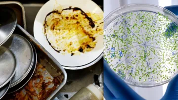 Dirty utensils lying in the sink can cause these deadly diseases