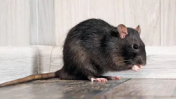 Class 10 student paralysed after multiple rat bites in Telangana. 