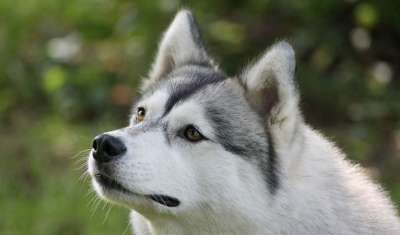 can siberian husky live in delhi