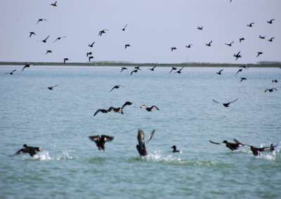 Chilika in pink of health as Irrawaddy dolphins colonise new parts- The New  Indian Express