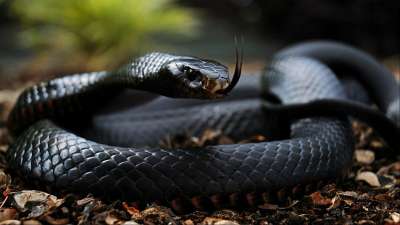 WATCH, LOOK: These snakes are most likely to be living with you