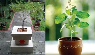 Vastu Tips Place Tulsi plant in north east direction India TV