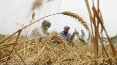 67 per cent of wheat area harvested amid fight against COVID 19