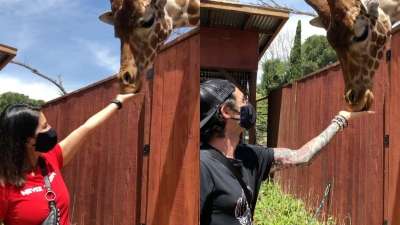 Sunny Leone Breastfeeding Videos - Sunny Leone, husband Daniel Weber and kids enjoy giraffe feeding in new  video. Seen yet? â€“ India TV