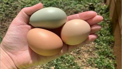 An egg a day can trigger diabetes too, warn researchers – India TV