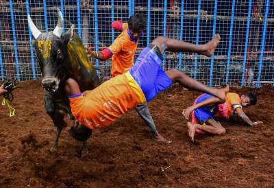 The harvest festival Pongal was celebrated across Tamil Nadu on Thursday with fervour, with the famous jallikattu, the bull-taming sport, in Madurai adding spice to the festivities.