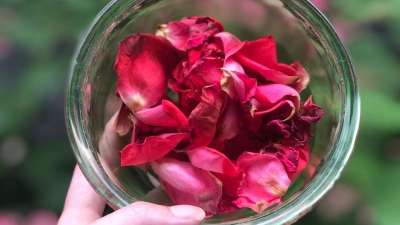  Fresh Rose Petals
