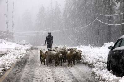 Shopian: A goatherd with a herd of goats walks on a road during snowfall in Shopian district, Saturday, October 23, 2021.&amp;nbsp;
