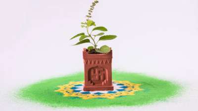 Vastu Tips Offering raw milk in Tulsi brings good luck heres what