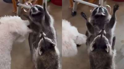 Racoon discount videos funny