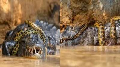 crocodile vs alligator fight video