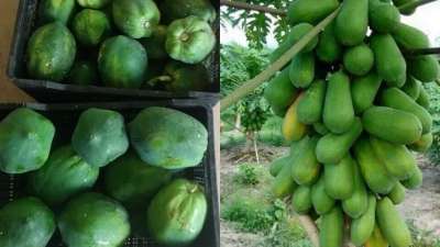 Health benefits outlet of papaya juice