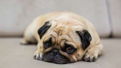 how do you treat heat stroke in dogs