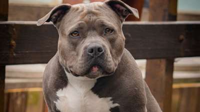 XL bully breed: New UK ban could take dogs from owners