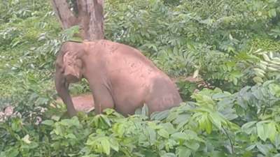 Pregnant elephant dies after being set ablaze by locals in Bengal's Jhargram, video sparks outrage on social media – India TV