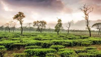 5 popular tea-tourism destinations in India