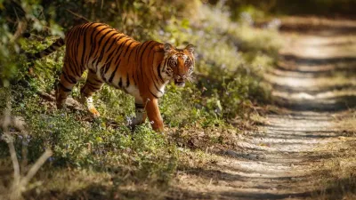 7 best national parks in India for tiger safari