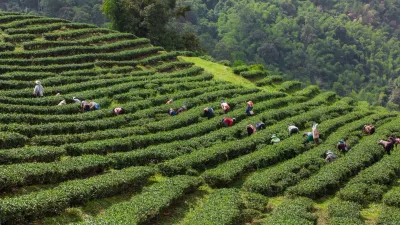 5 tea estates in India you must visit if you are a tea connoisseur