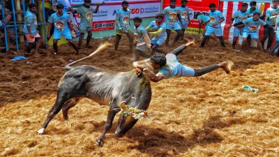 A man tries to take control of a bull as he participates in the Jallikattu event at Alanganallur. 