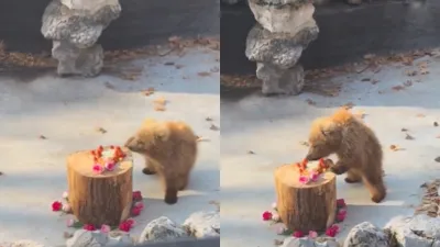 Meet 'Junjun', bear cub who is internet's cutest sensation after ...