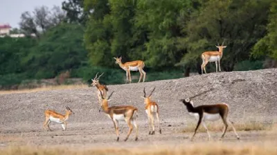 Tal Chappar Sanctuary (Rajasthan): Situated on the border of the Great Indian Thar Desert, Tal Chappar is home to migratory birds like harriers, eastern imperial eagle and tawny eagle along with species of reptiles. Bkackbuck is the key attraction of the sanctuary.