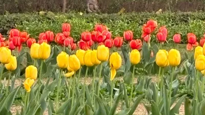 Tulip Festival Delhi: Here's what you need to know about the annual flower festival