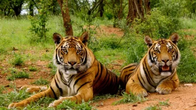 National Wildlife Day 2025: 5 national parks for guaranteed tiger sightings in India