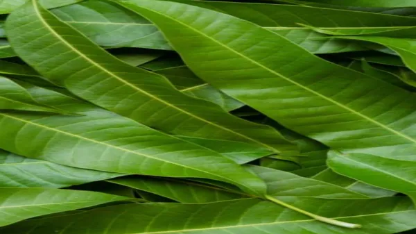 5 lesser-known benefits of mango leaves