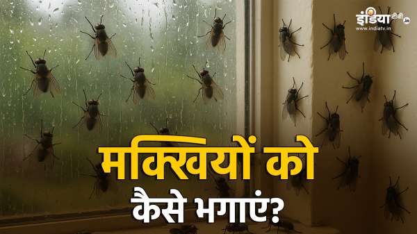 बरसाती मौसम में घर में घुसी मक्खियों ने किया नाक में दम, भगाने के लिए अपनाएं ये ट्रिक्स