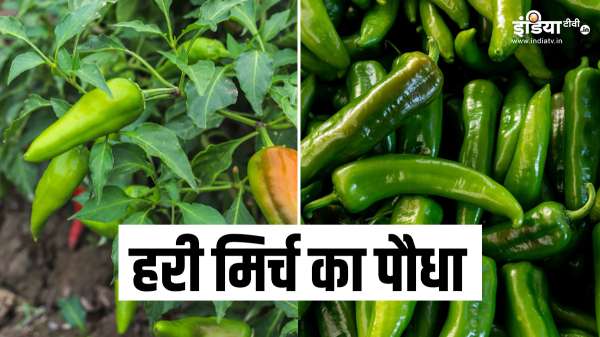 गमले में उगाएं हरी मिर्च, घर पर आसानी से लगा सकते हैं पौधा, देखभाल करने के लिए फॉलो करें ये टिप्स