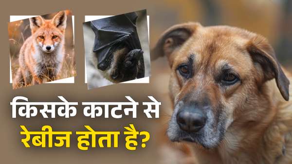 World Rabies Day: कुत्ते के अलावा किस-किस जानवर के काटने से हो सकता है रेबीज?
