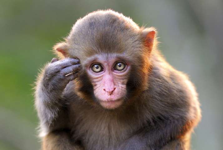 gazing-alike-monkeys-and-humans-share-staring-behaviour-shows-study