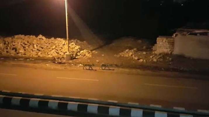 Eight lions moving stealthily through Gujarat's streets