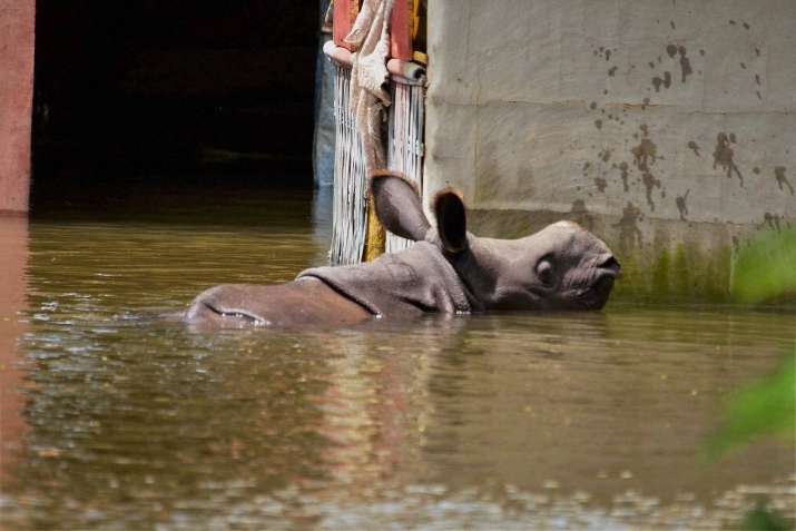 Assam floods wreak havoc on wildlife in state; 17 rhinos, 166 hog ...