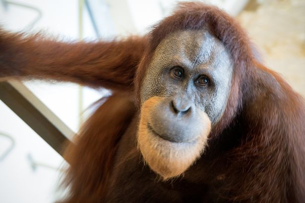 Watch: ‘Rocky’, the giant ape, that can talk like a