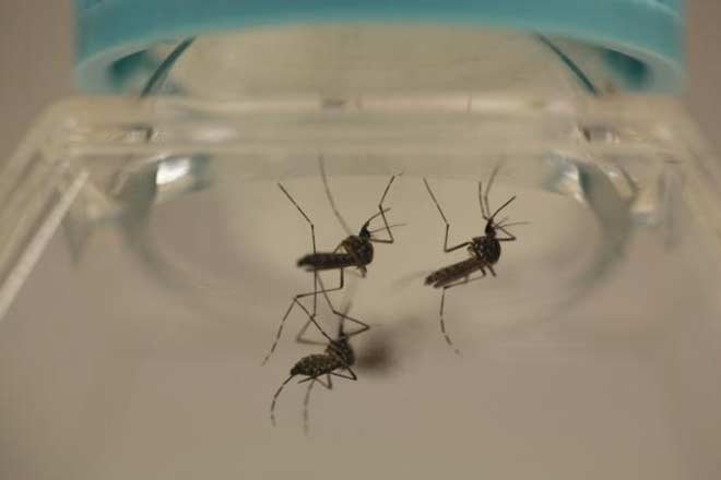 DOs and DON'Ts to keep in mind to avoid dengue and
