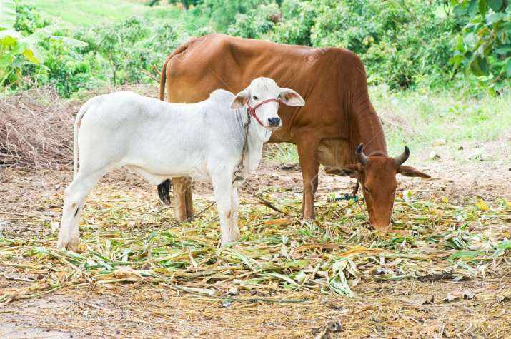 Two Dalits thrashed for refusing to clear cow carcass in