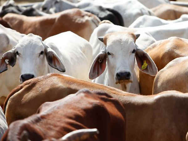 Dalit beaten up over skinning dead cow