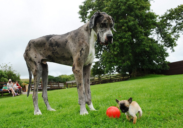 When the world's tallest dog met Britain's smallest Chihuahua – India TV