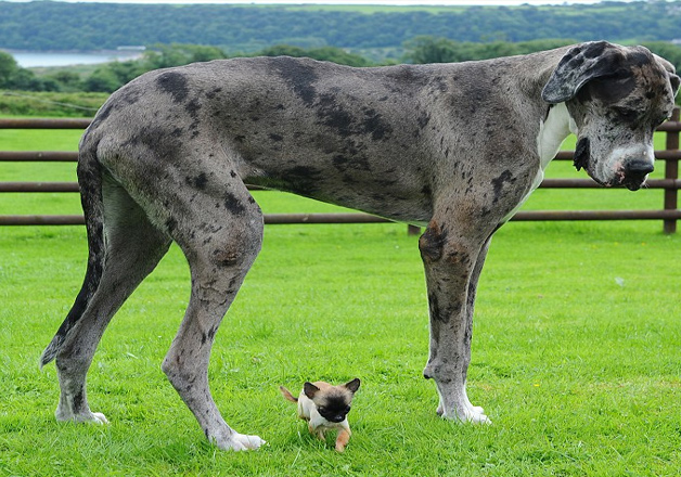 When The World's Tallest Dog Met Britain's Smallest Chihuahua – India Tv