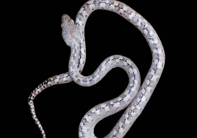The ghost snake was found within the Ankarana National Park