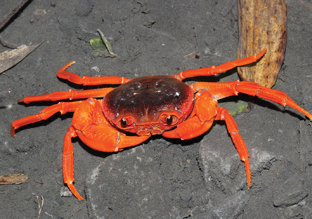 See Pics! Scientists discover new crab species in Chinese pet market ...