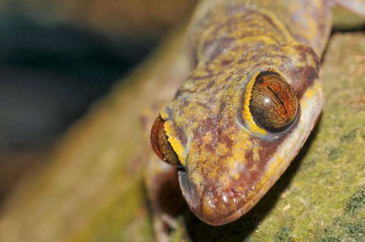 Researchers name newly discovered lizard species after THIS