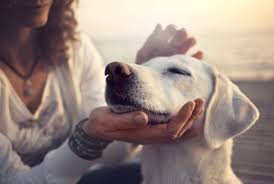 Dogs understand words and intonation of human language-