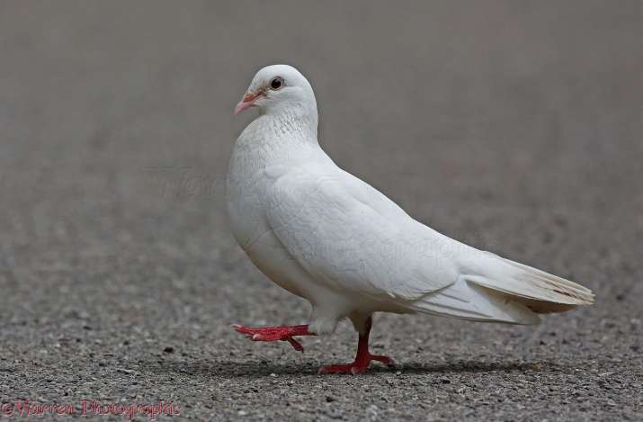 Pigeon with Urdu words stamped on its wings spotted in