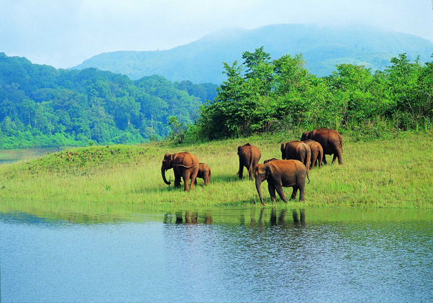 Half of India’s wildlife may soon be wiped out: Report