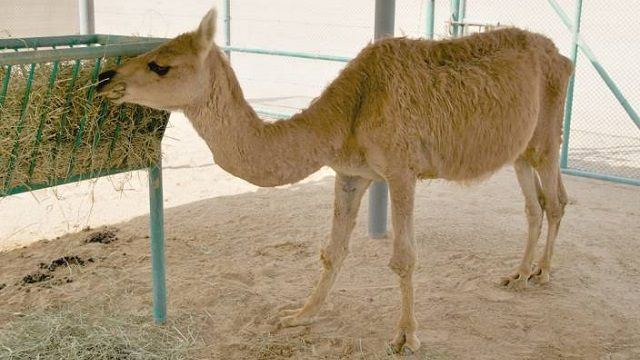 Researchers Develop New Cancer Treatment Inspired By Antibodies Of Camels Llamas Lifestyle News India Tv