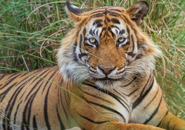 Tiger population booms in Uttarakhand’s Terai region | India News ...