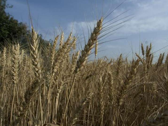 Negligible pre-monsoon rain to boost Rabi crop production,