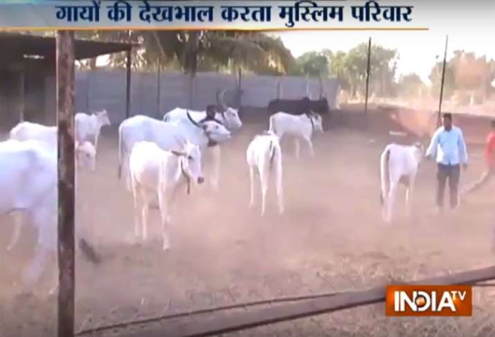 A Muslim family in Pune has been running a cow shelter for
